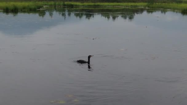 Cormorant Berenang Dengan Damai Menurunkan Kepalanya Dalam Air Sebarkan Sayapnya — Stok Video