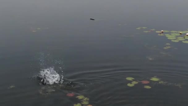 鵜は静かに泳ぐ 首を水の中に落とす 翼とポーズをカメラに広げます 飛行中のドローンからの射撃 バイカル湖 — ストック動画