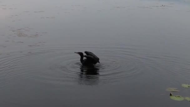 Cormorán Nada Pacíficamente Baja Cabeza Agua Extiende Sus Alas Posa — Vídeo de stock