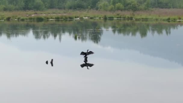 Cormorant Berenang Dengan Damai Menurunkan Kepalanya Dalam Air Sebarkan Sayapnya — Stok Video