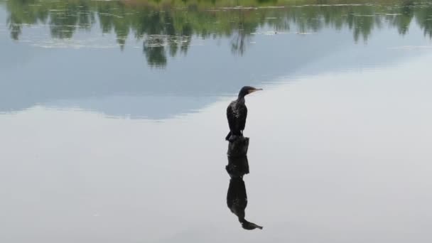 Cormorano Nuota Pacificamente Abbassa Testa Acqua Apre Ali Posa Macchina — Video Stock