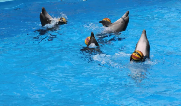 Games of dolphins with balls — Stock Photo, Image