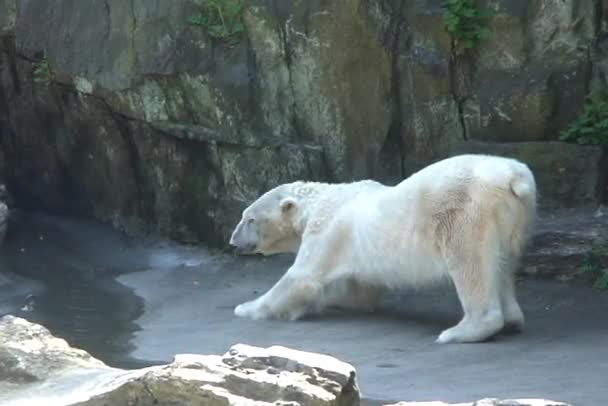 北极熊 1 — 图库视频影像