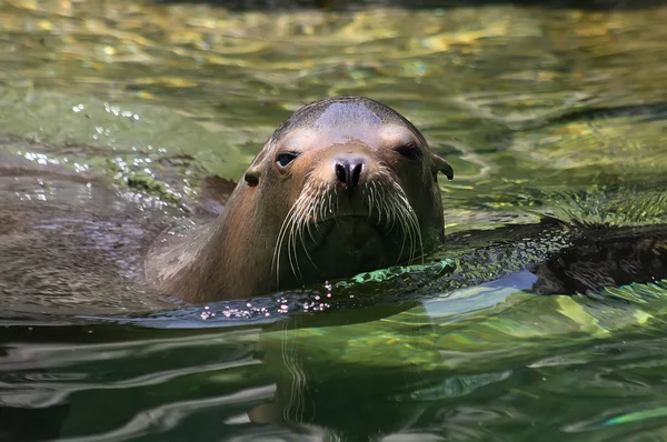 León marino de California — Foto de Stock