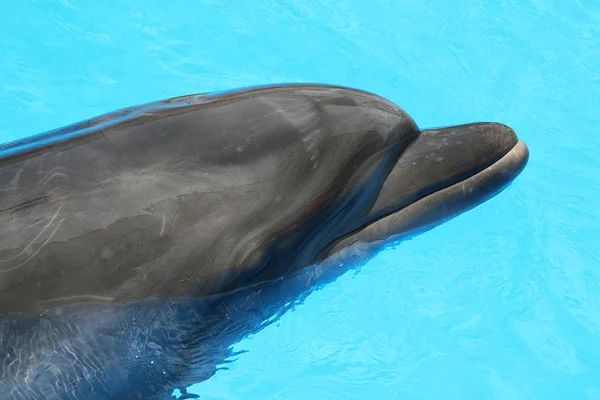 Dolphin — Stock Photo, Image