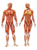 samci a samice muskuloskeletální systém