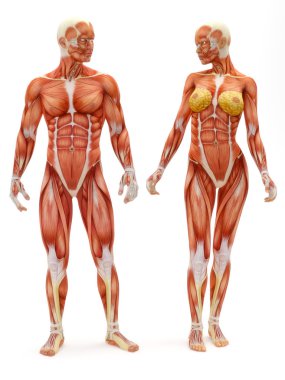 erkek ve kadın kas-iskelet sistemi