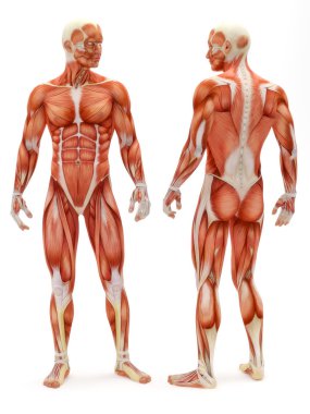 Male musculoskeletal system clipart