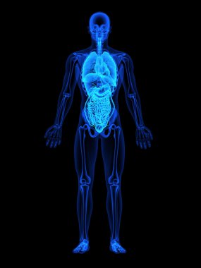 insan xray