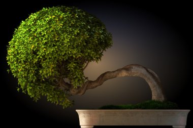 Bonsai ağaç yan görünümü
