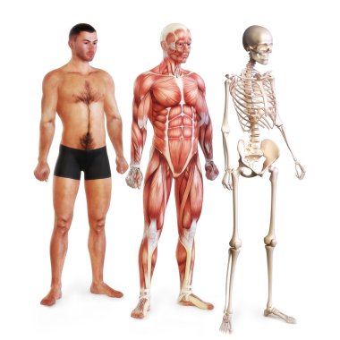 Male illustration of skin, muscle and skeletal systems clipart
