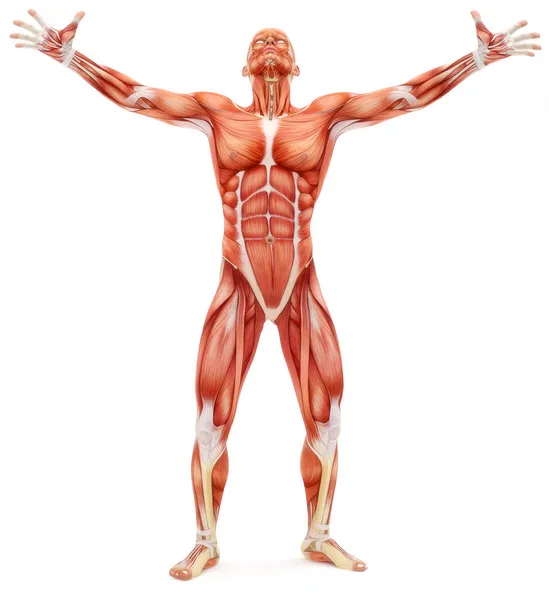 Mužské muskuloskeletální systém při pohledu vzhůru — Stock fotografie