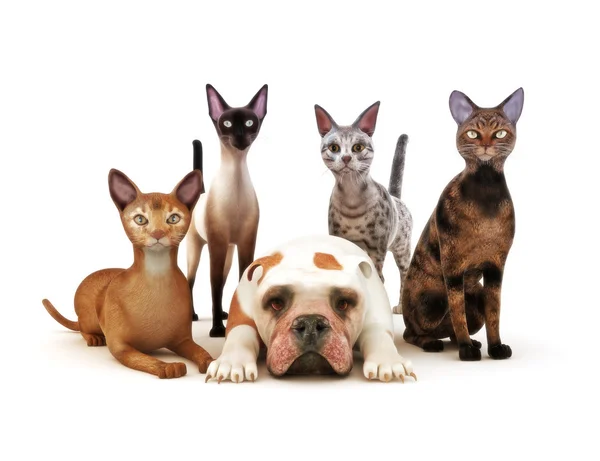 Grupo de gatos posando con un perro — Foto de Stock