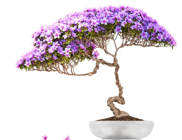 Bonsai vaso árvore — Fotografia de Stock