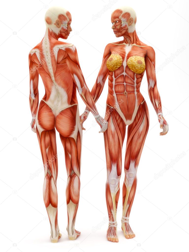 Female musculoskeletal system