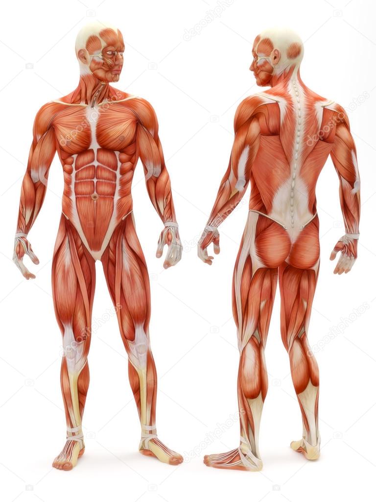 Male musculoskeletal system