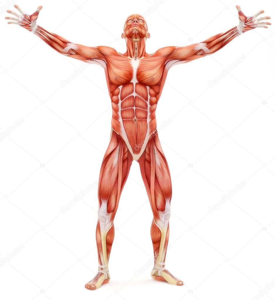 Male musculoskeletal system looking upward