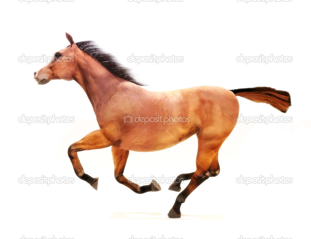 Horse in a gallop on a white background