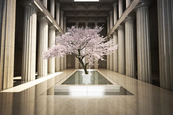 Cherry tree in the interior of a building — Stock Photo, Image