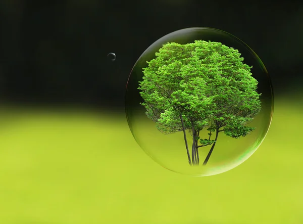 Дерево в пузыре — стоковое фото