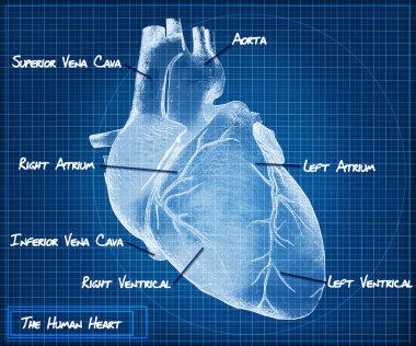 The Human heart blueprint concept. clipart