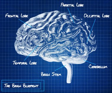 insan beyni blueprint