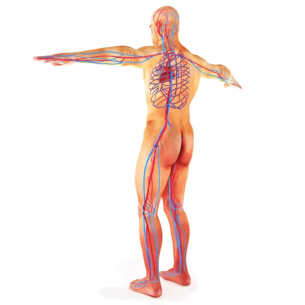 Male Human circulatory system — Stock Photo, Image