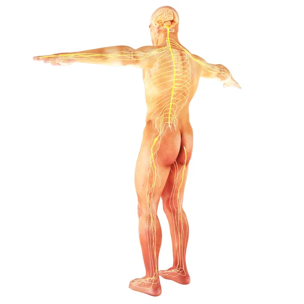 Sistema nervoso humano masculino — Fotografia de Stock