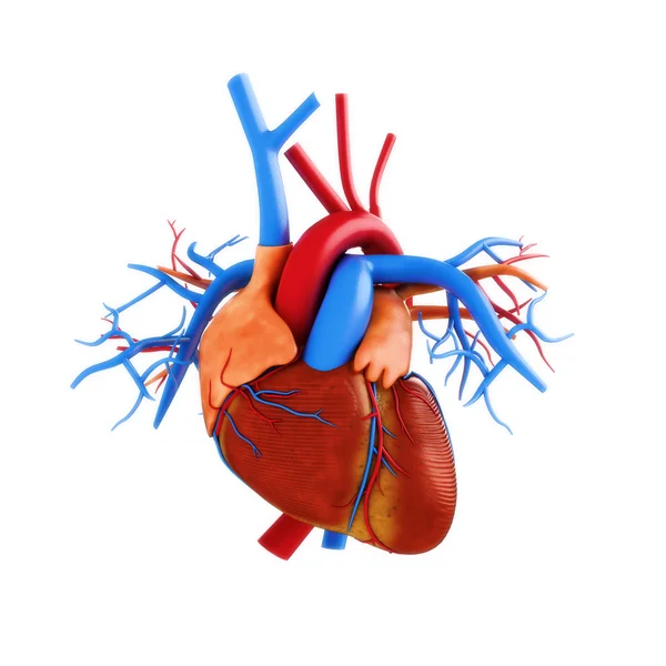 Human heart — Stock Photo, Image