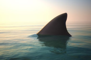 Köpekbalığı yüzgeci okyanus su üstünde
