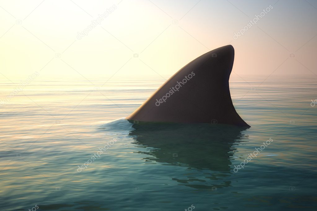 Shark fin above ocean water