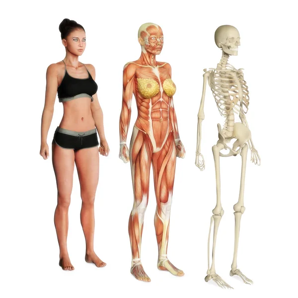 Body systems — Stock Image Body systems Stock Photo