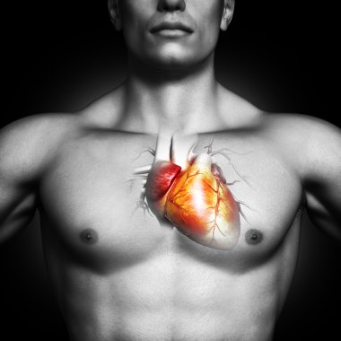 Human heart anatomy illustration clipart