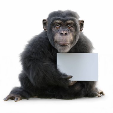 Portrait of a cute little monkey posing with a advertisement card on a white background. Zoo , birthday party advertisement ect. concept. Room for text or copy space .3d rendering