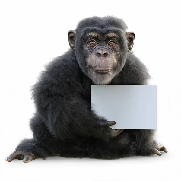 Portrait Cute Little Monkey Posing Advertisement Card White Background Zoo — Foto Stock