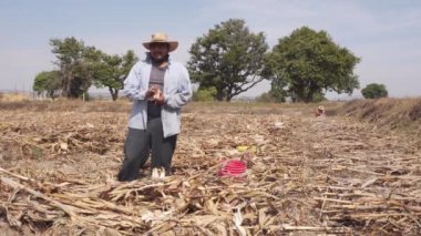 Meksikalı mutlu bir çiftçinin portresi mısır topluyor.