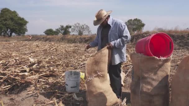 Granjero de maíz macho está recogiendo la cosecha de maíz en sacos — Vídeos de Stock