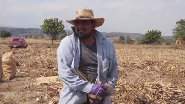 Retrato de un granjero feliz mexicano recolectando maíz — Vídeo de stock