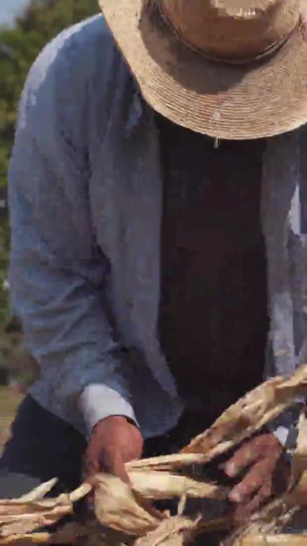 Cultivador colheita de milho no campo da eco-fazenda orgânica . — Vídeo de Stock