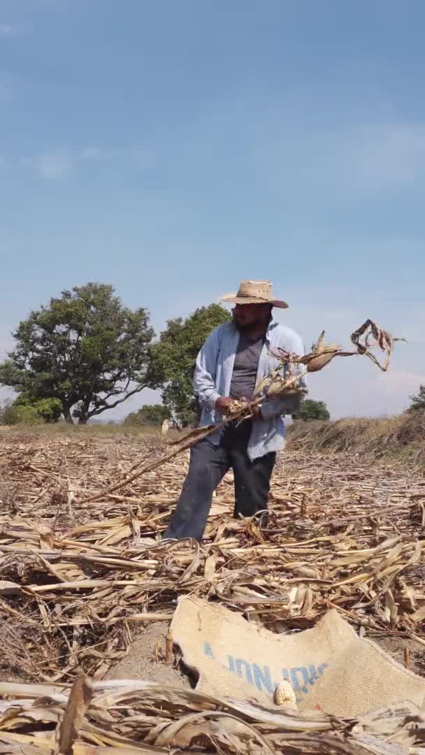 Vídeo vertical. un granjero de maíz macho recoge la cosecha de maíz en sacos — Vídeo de stock