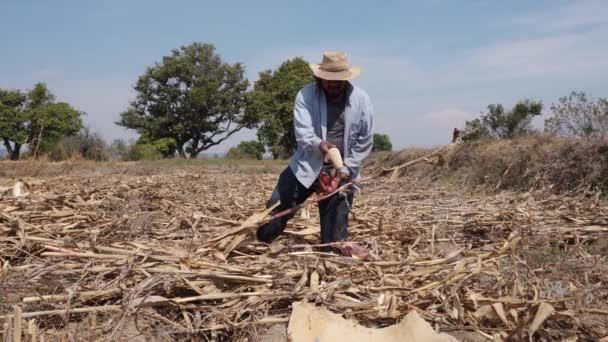 Granjero de maíz macho está recogiendo la cosecha de maíz en sacos — Vídeos de Stock