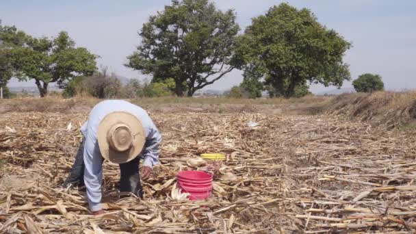 Портрет мексиканского счастливого фермера, собирающего кукурузу — стоковое видео