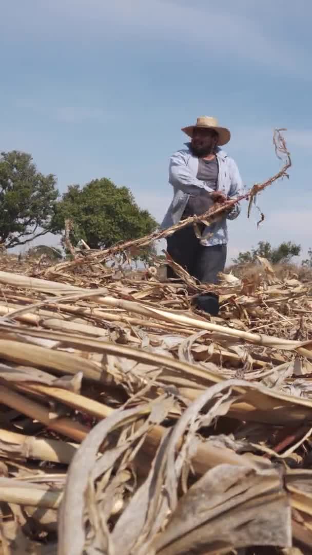Video.Man vertical con sombrero en un campo de maíz — Vídeos de Stock