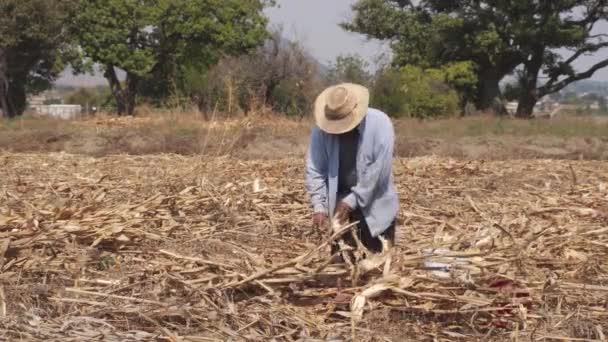 Молодой фермер на кукурузных полях — стоковое видео