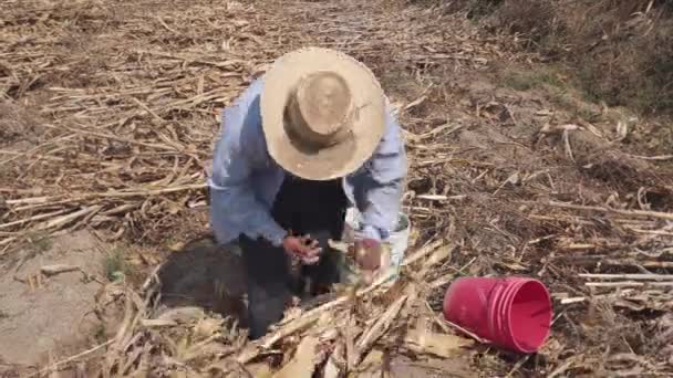 Portret meksykańskiego szczęśliwego rolnika zbierającego kukurydzę — Wideo stockowe