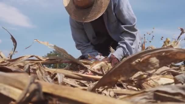 Rolnik otwierający dojrzałą kukurydzę i kontrolujący zbliżenie ziaren żółtych. — Wideo stockowe