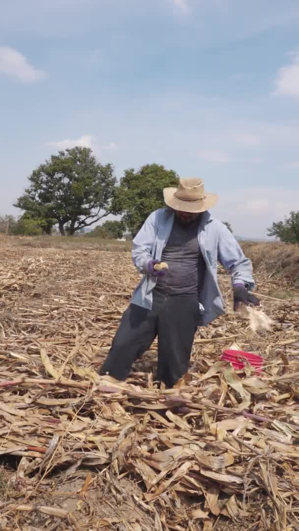 一个墨西哥农民收集玉米的肖像 — 图库视频影像