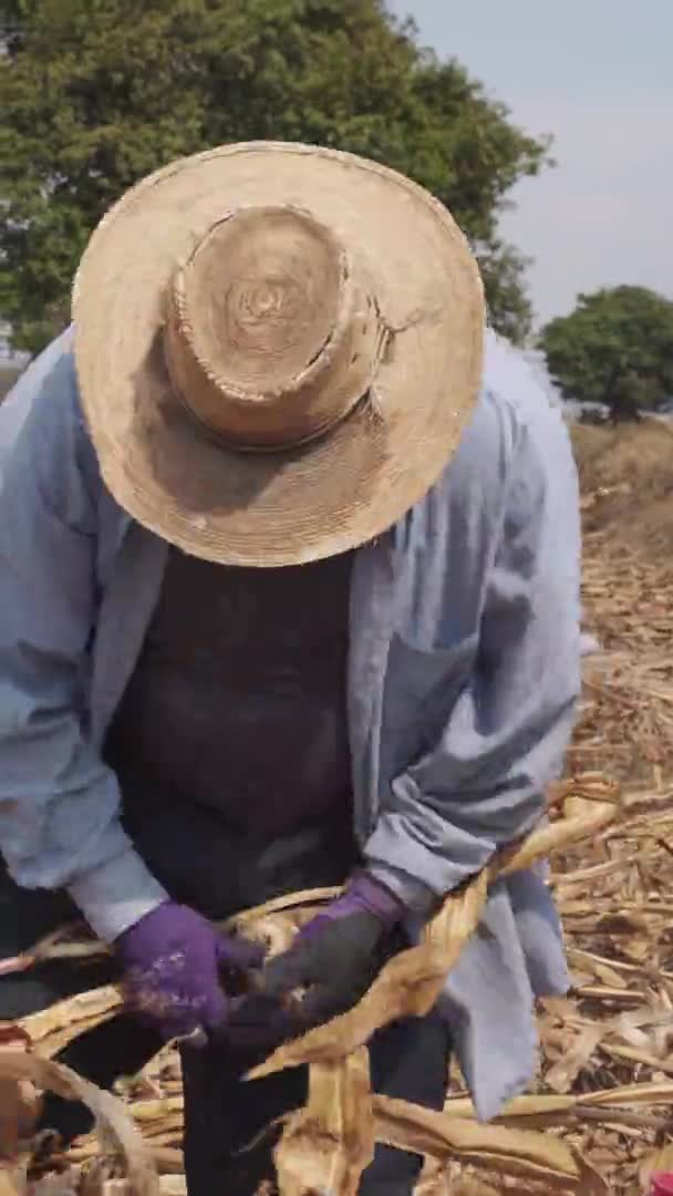 옥수수를 수확하는 멕시코 농부의 — 비디오