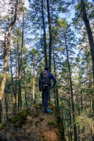 한 등산가가 화창 한 날 숲 속을 걷고 있다 — 스톡 사진