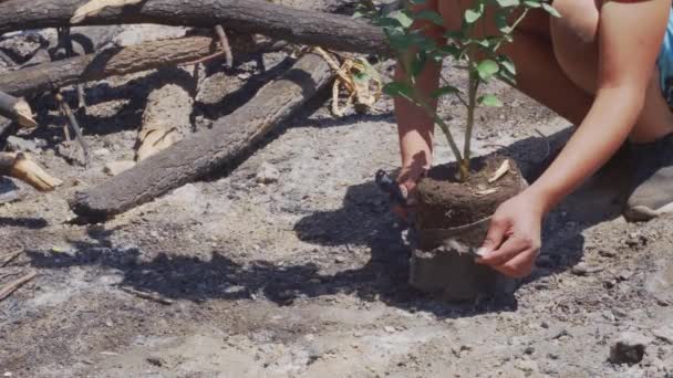 Kind gräbt ein Loch, um einen Baum zu pflanzen — Stockvideo